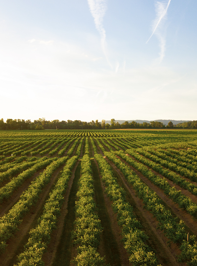 fields of crops