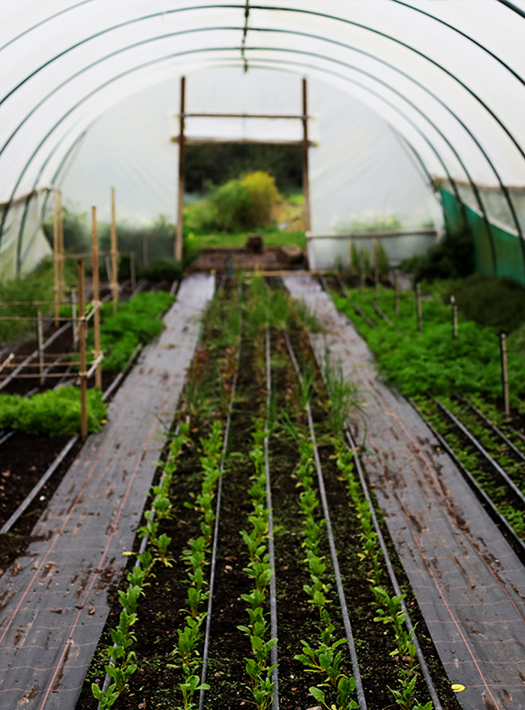 greenhouse with plants growing