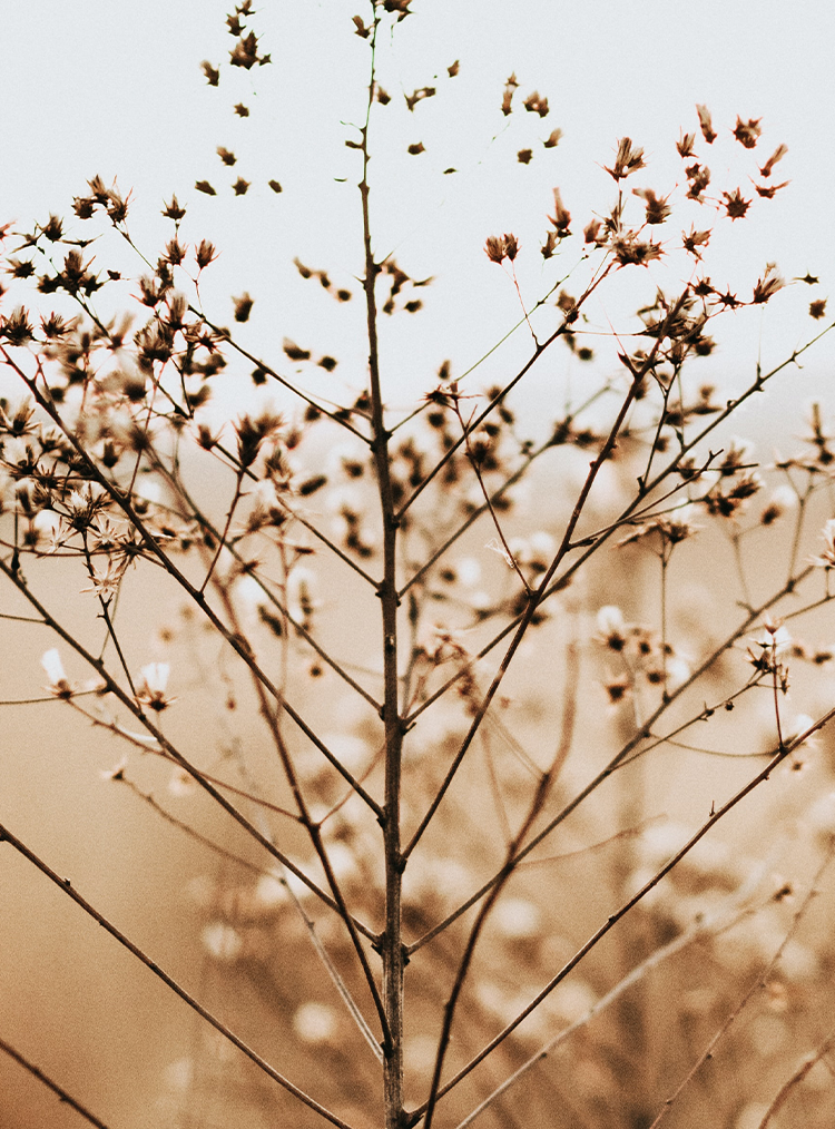 small white flowers in a field