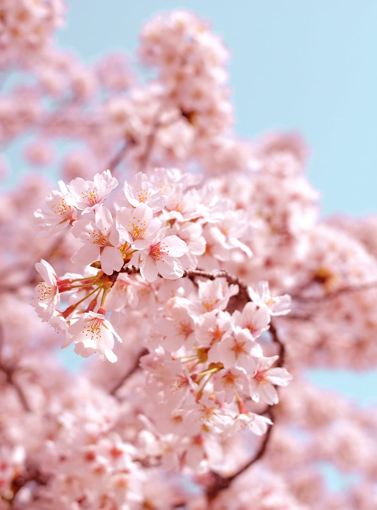 pink cherry blossom flowers