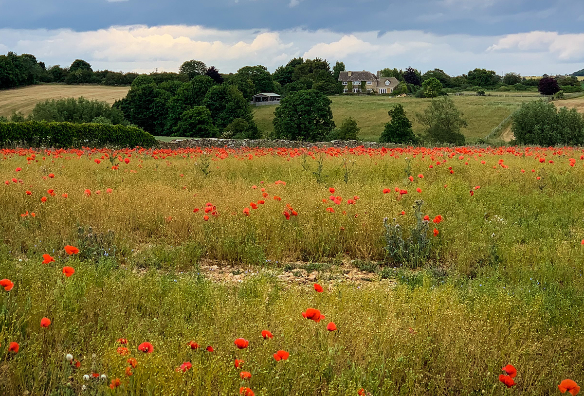 field of poppy flowers