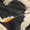 Close-up of a black bird holding a small, bright orange and white fish in its beak, with the bird's dark feathers blending into the background reminiscent of a vintage-inspired luxury photo—capturing an elegance akin to that of the Stork Print Woollen Scarf.