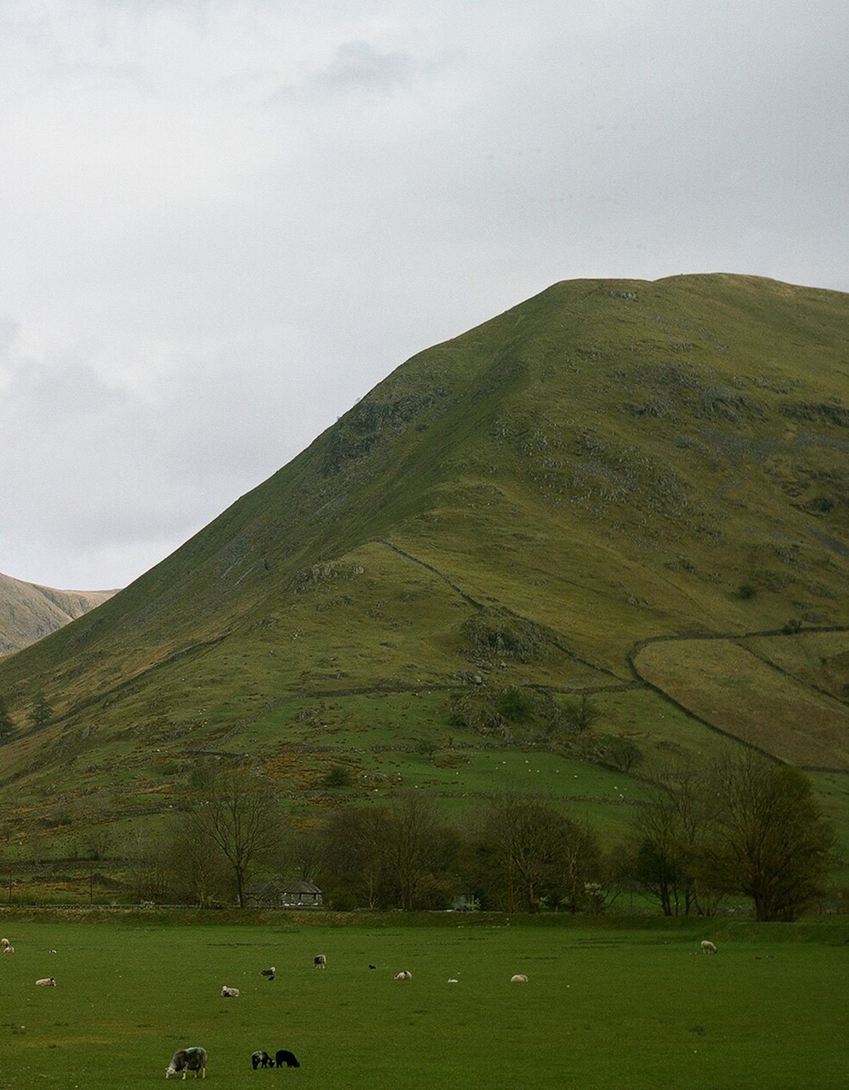 hill covered in grass